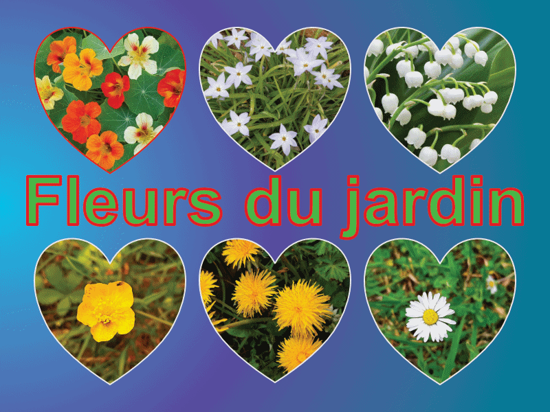 Fleurs du jardin